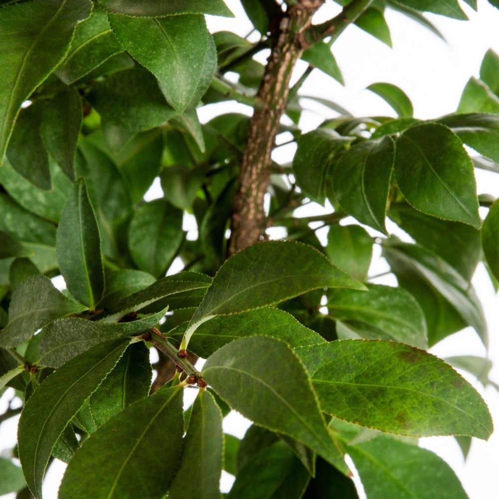 2.5 Qt. Dwarf Burning Bush Euonymus Live Shrub with Red Foliage - Hercitys