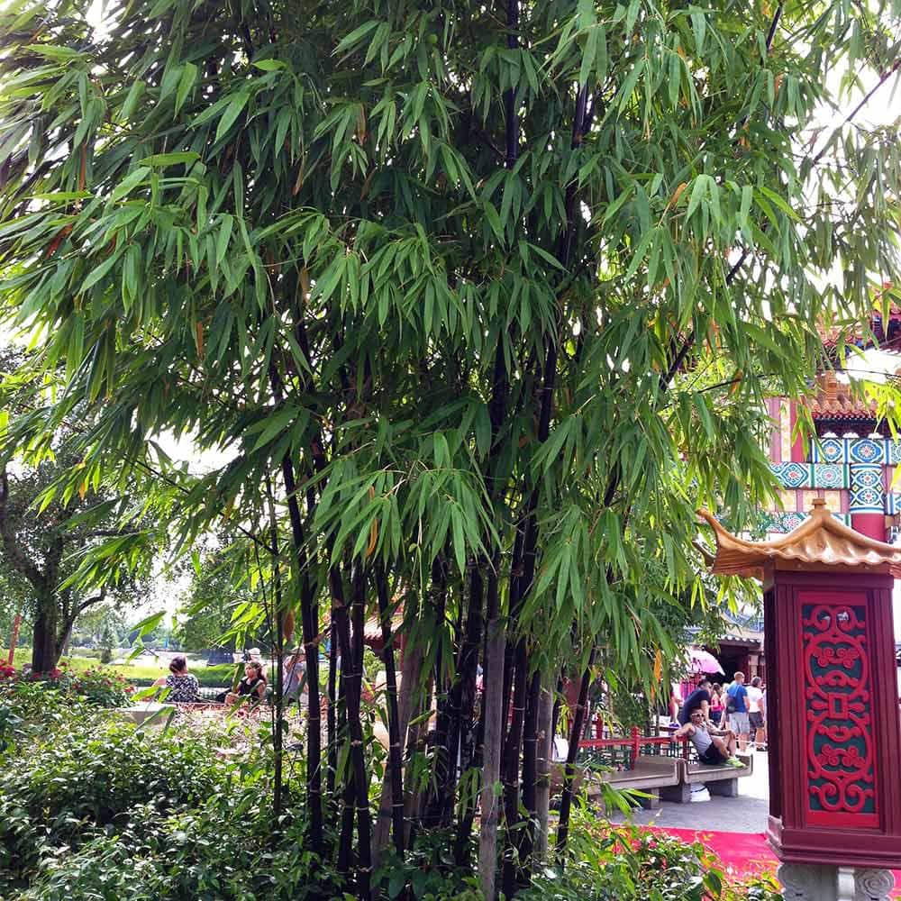 3 Gal. Black Bamboo Tree - Hercitys