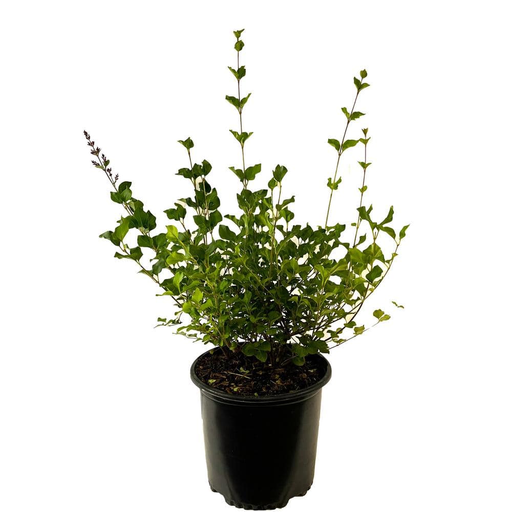 2.25 Gal. Korean Lilac Live Shrub with Fragrant Pink-Purple Flowers - Hercitys