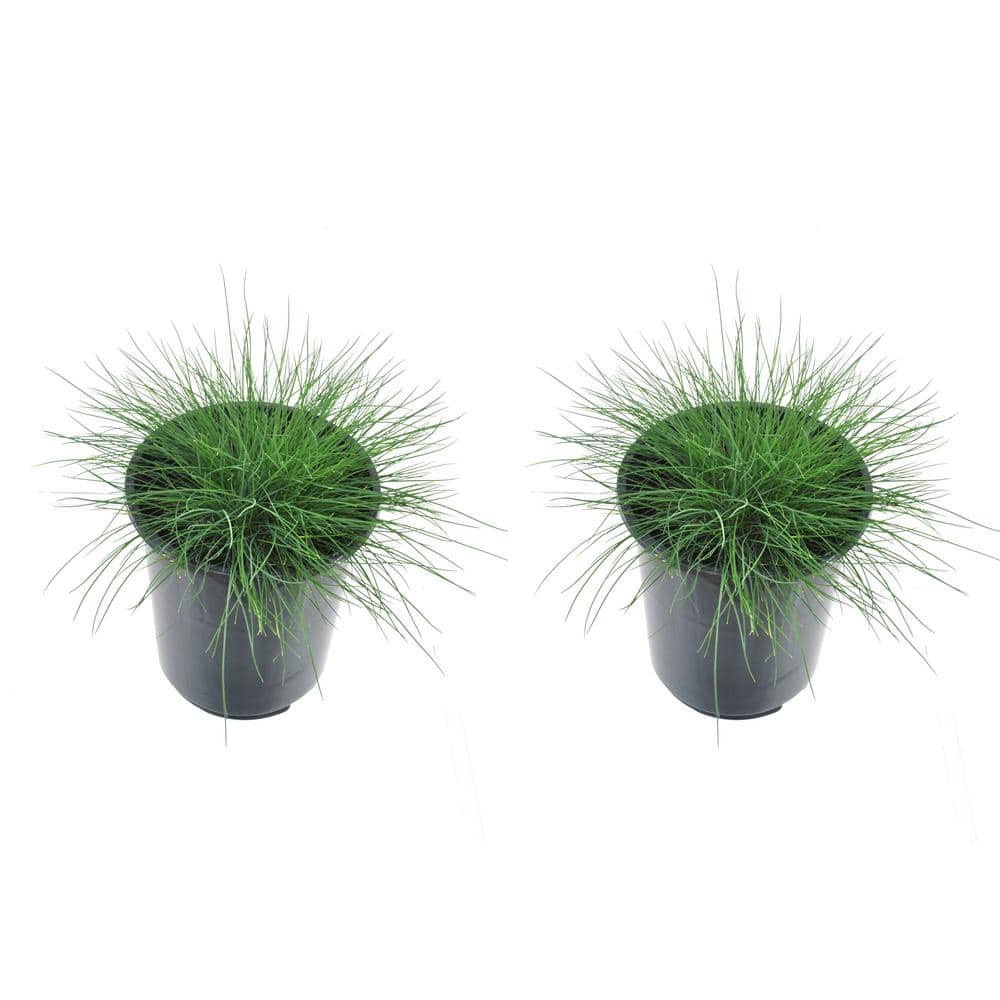 2.5 QT. Grass Festuca Boulder Blue (2-Pack) - Hercitys