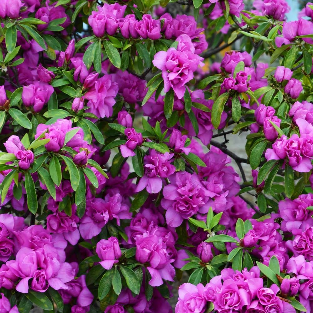 2.5 Quart Azalea ‘Amelia Rose’ Flowering Shrub with Pink Flowers - Hercitys