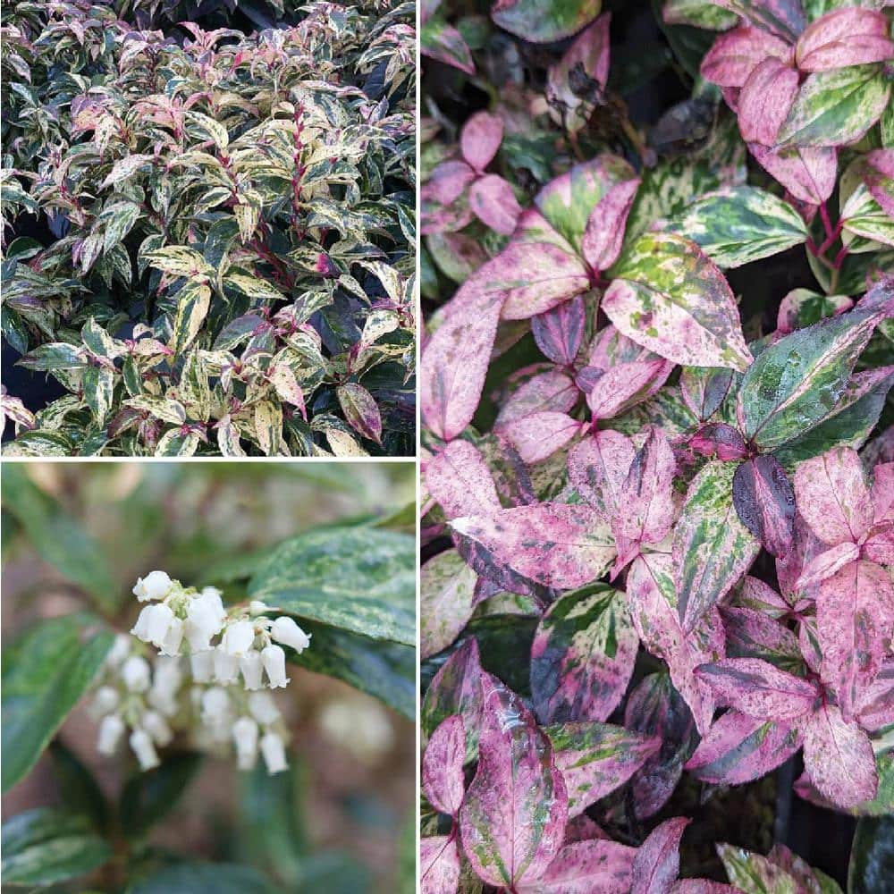 4.5 in. Quartz Paisley Pup Doghobble (Leucothoe Fontanesiana) Live Flowering Shrub with White Flowers - Hercitys