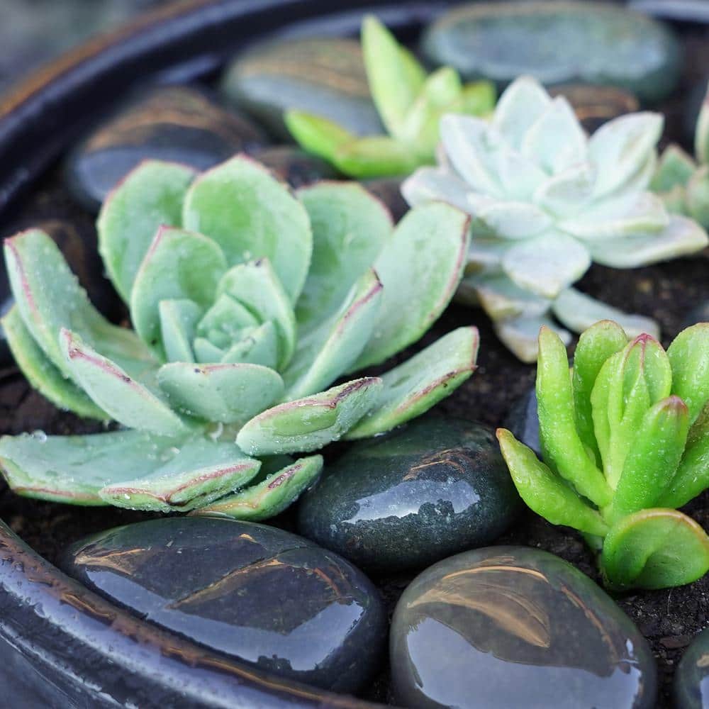 0.50 cu. ft. 1 in. to 2 in. Black Mexican Beach Pebble Smooth Round Rock for Gardens, Landscapes and Ponds - Hercitys