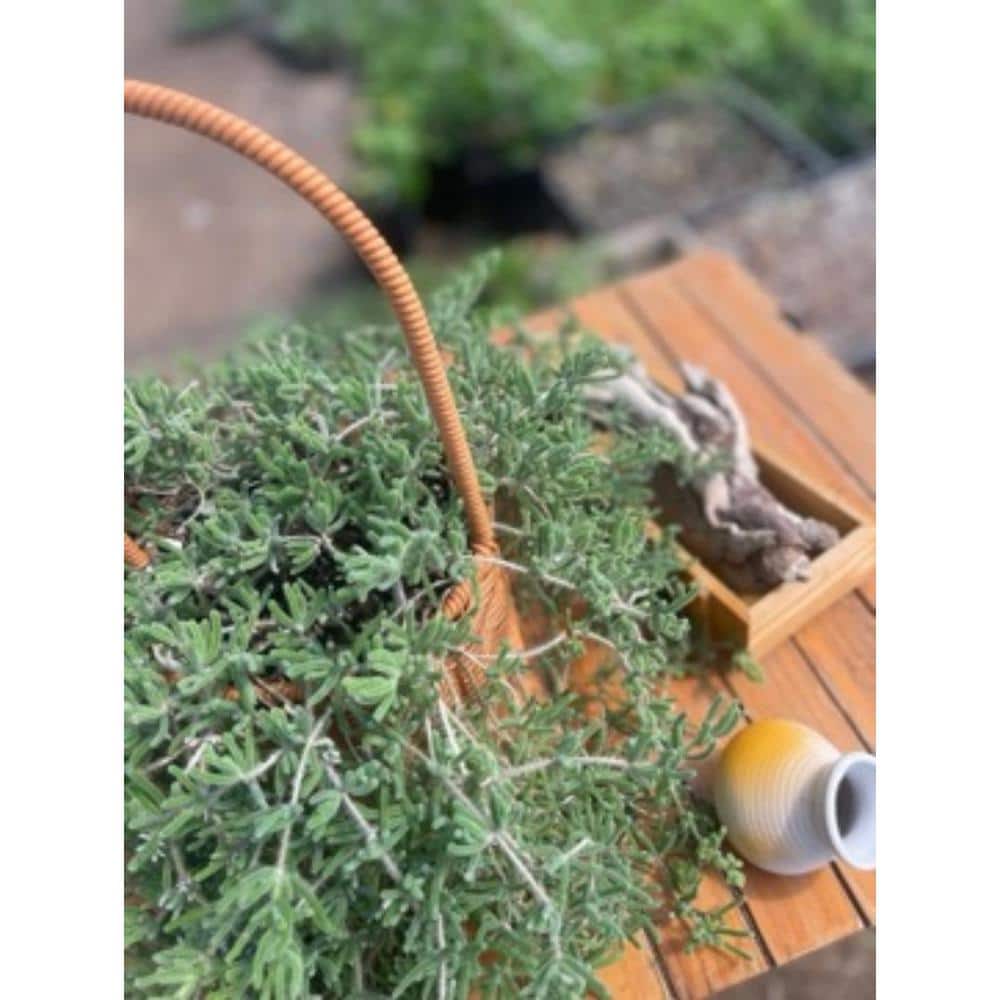 2-Piece Live Rooted Spreading Plant Pink Ice Plan, Dicrocaulon Ramulosum (L.Bolus) Ihlenf. - Hercitys