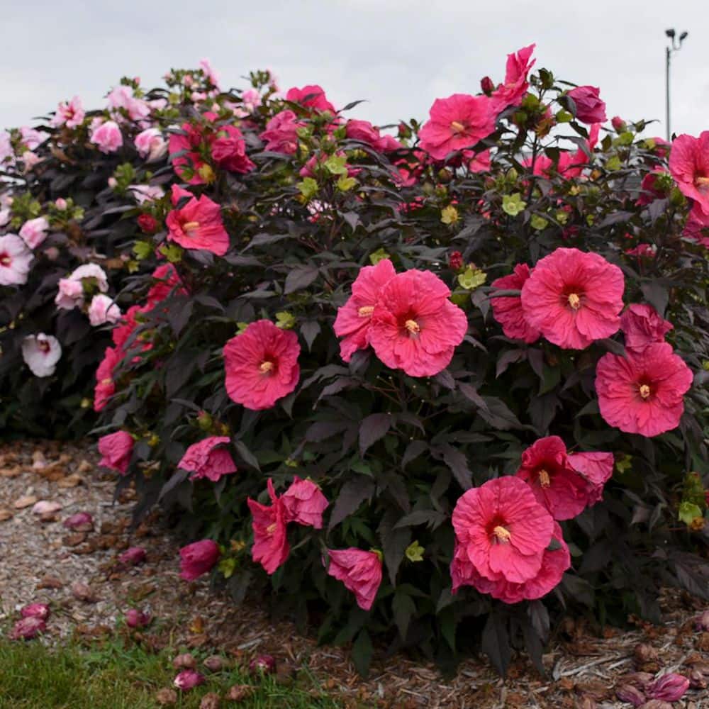 2 Gal. Summerific Evening Rose Rose Mallow (Hibiscus Hybrid) Live Perennial Plant with Pink Flowers - Hercitys