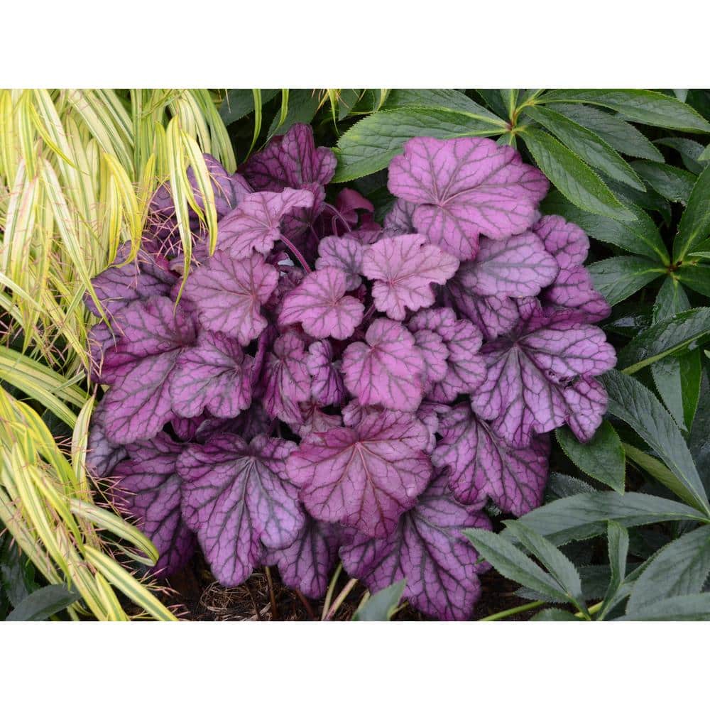 4.5 in. Qt. Primo Wild Rose Coral Bells (Heuchera) Deep Purple Foliage Live Plant - Hercitys