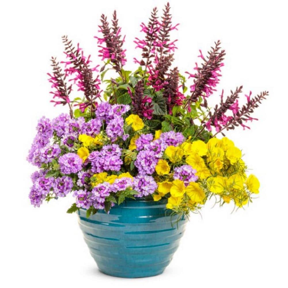 4.25 in. Eco+Grande, Unplugged Pink (Salvia) Live Plant, Pink Flowers (4-Pack) - Hercitys