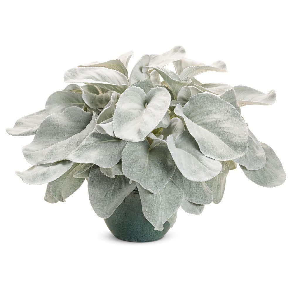 4.5 in. Qt. Angel Wings Sea Cabbage (Senecio Candicans) Live Annual Plant with Silver Foliage - Hercitys