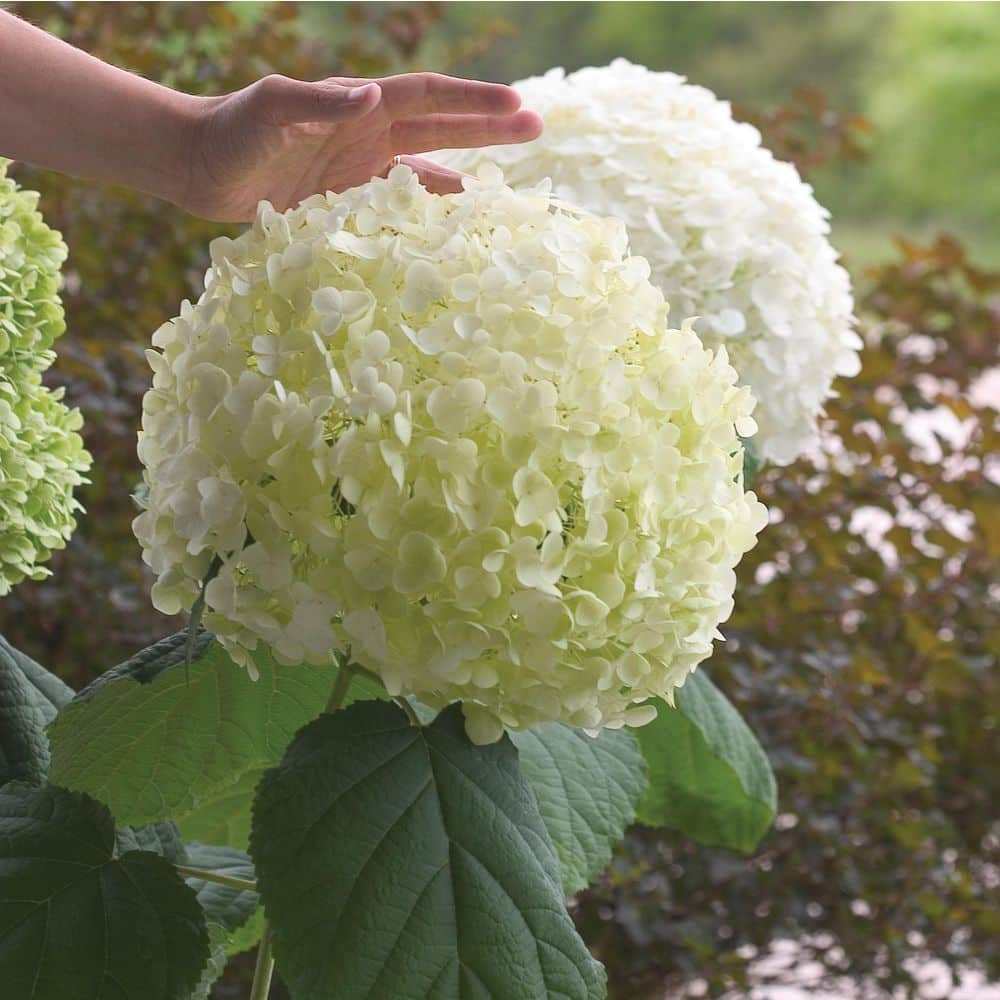 4.5 in. Qt. Incrediball Smooth Hydrangea, Live Shrub, Green to White Flowers - Hercitys