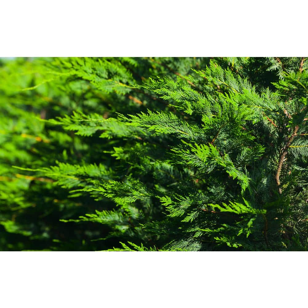 3 Gal. Leyland Cypress (Cupressus Leylandii) Live Evergreen Tree, Lush Green Foliage - Hercitys
