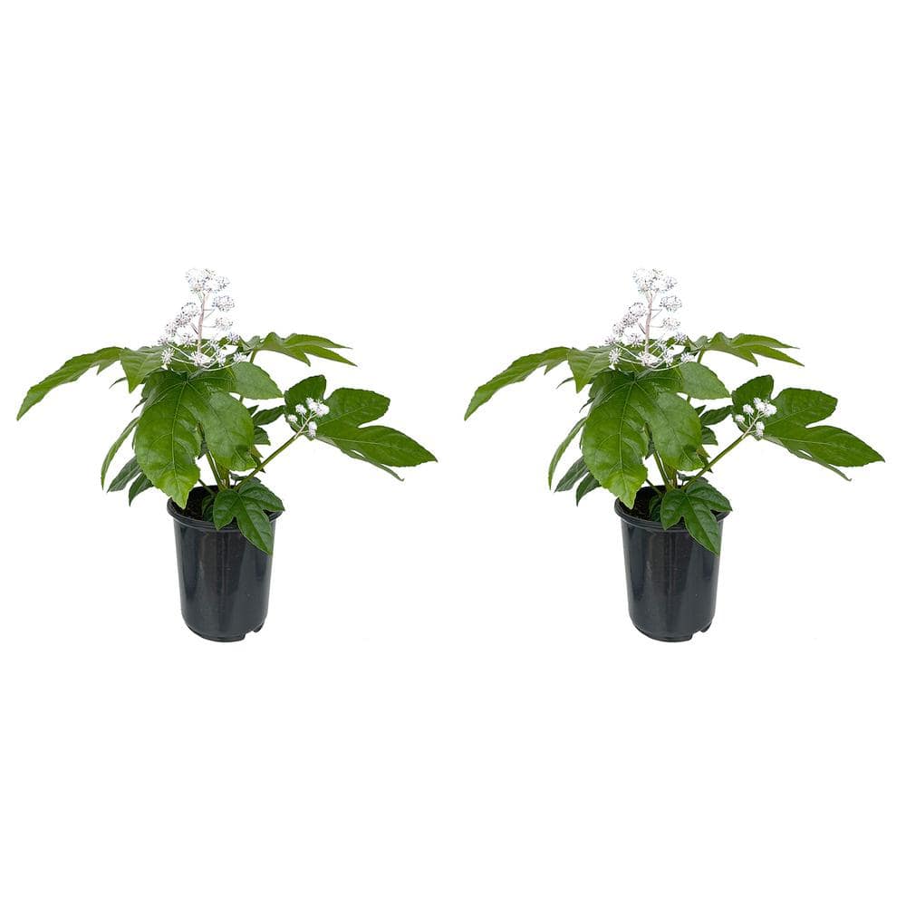 2.5 qt. Fatsia japonica Perennial Plant with White Flowers-(2-Pack) - Hercitys