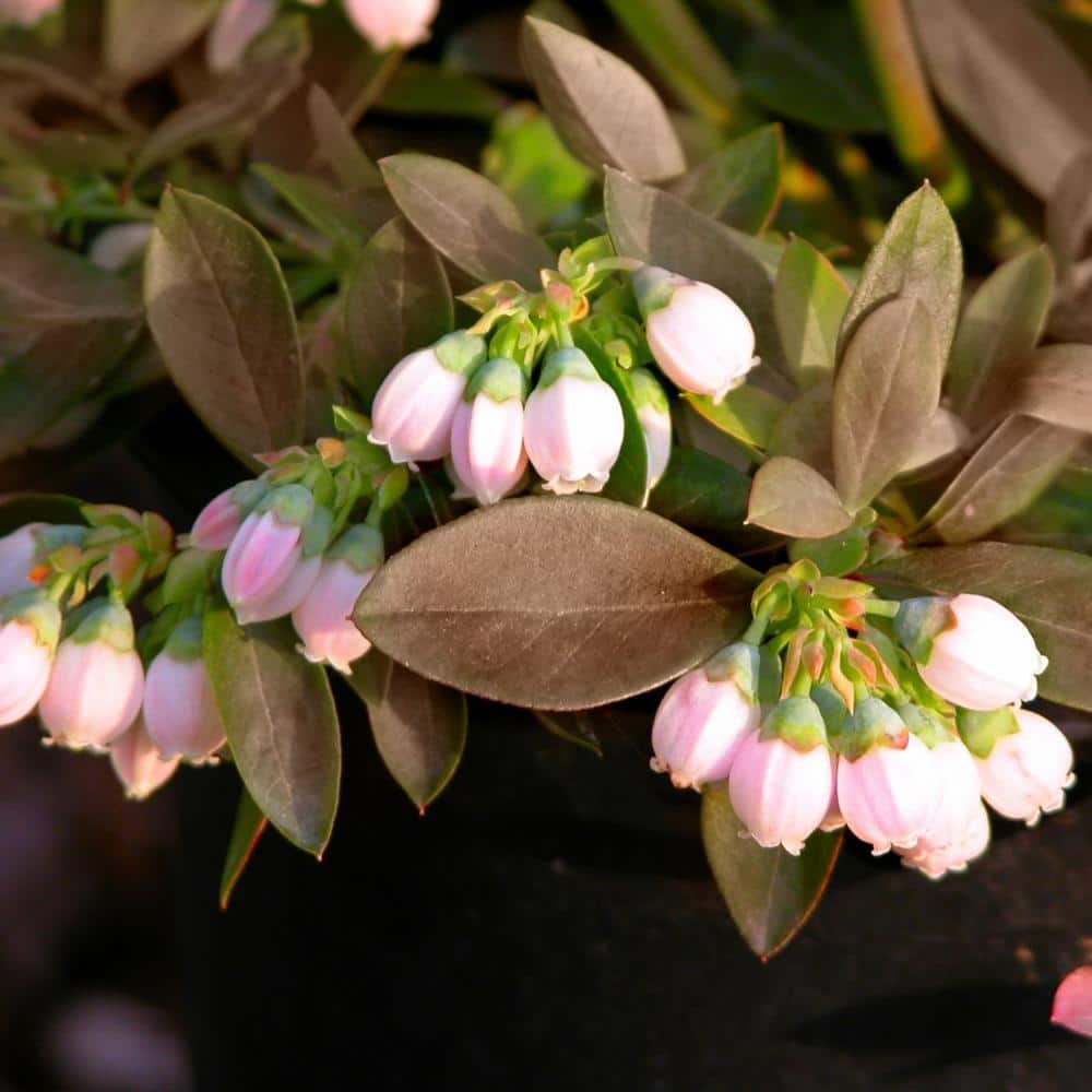 2.25 Gal. Sunshine Blue Blueberry Plant - Hercitys