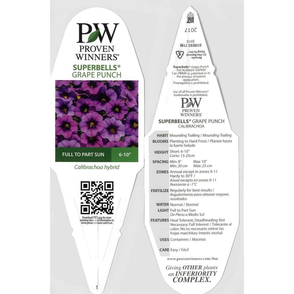 4.25 in. Eco+Grande Superbells Grape Punch (Calibrachoa) Live Plant, Purple Flowers (4-Pack) - Hercitys