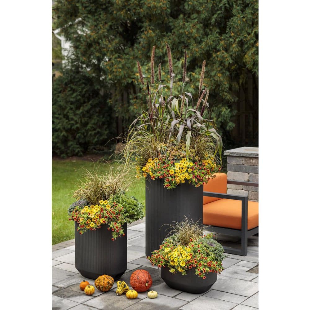 4.25 in. Eco+Grande Supertunia Honey (Petunia) Live Plant, Yellow Flowers (4-Pack) - Hercitys