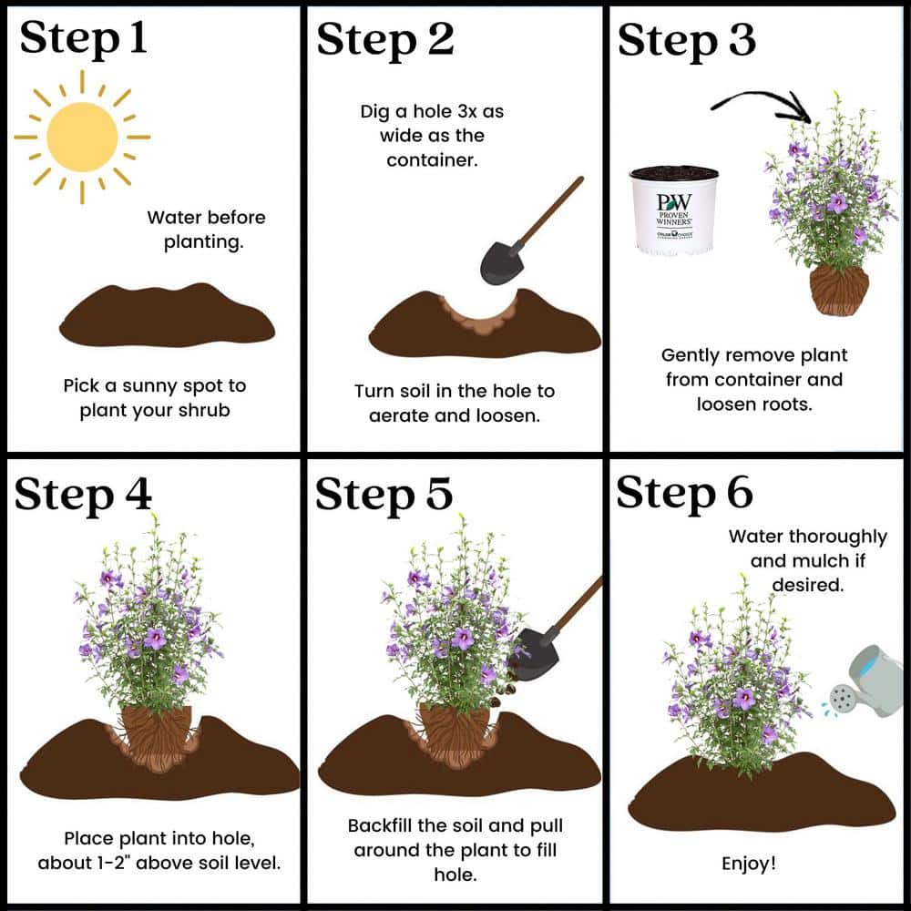 2 Gal. Paraplu Violet Rose of Sharon (Hibiscus) Shrub with Blue-Violet Flowers - Hercitys