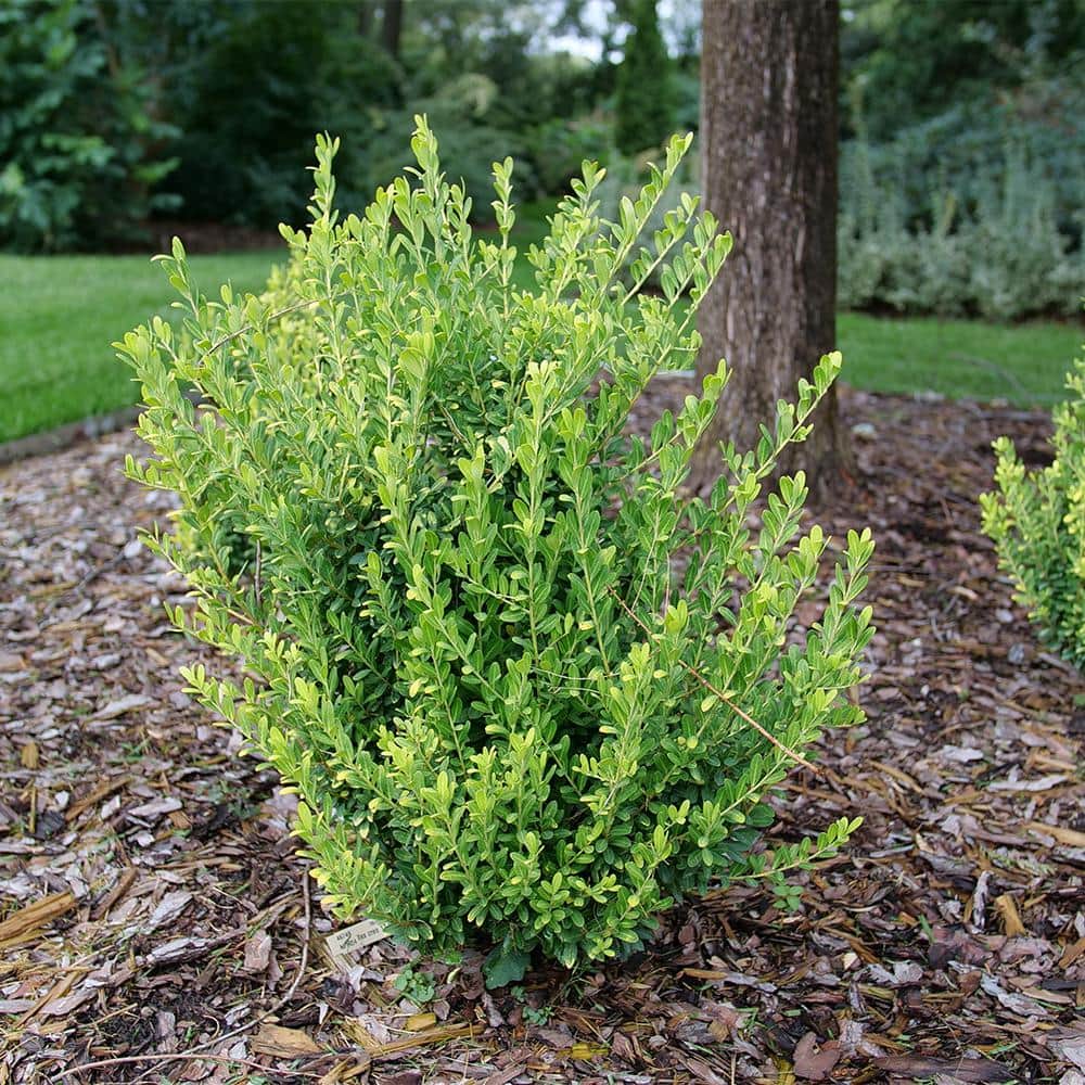 2 Gal. Glow Pop Holly Shrub - Hercitys