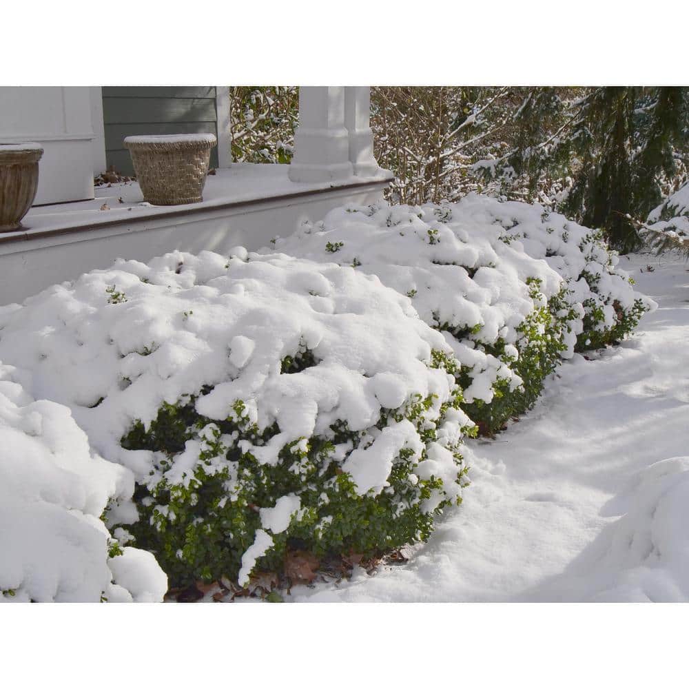 2 Gal. Sprinter Boxwood (Buxus) Live Evergreen Shrub, Green Foliage - Hercitys