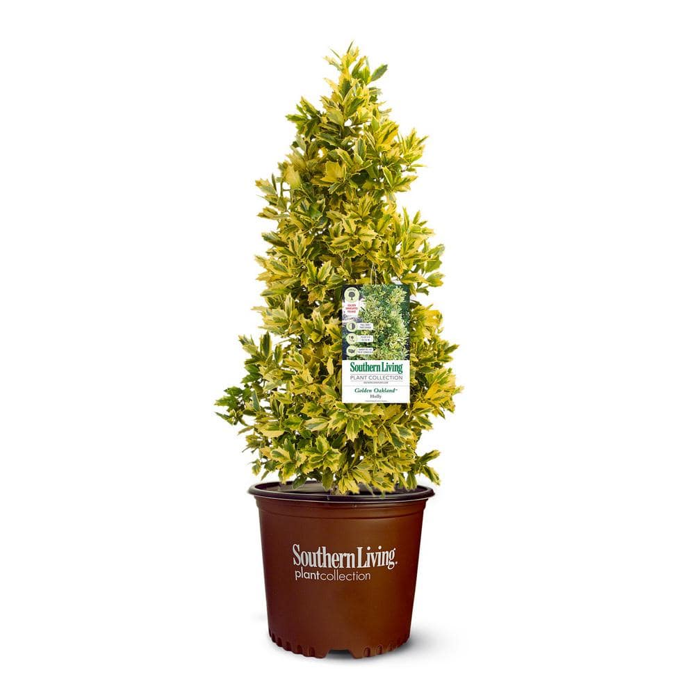 3 Gal. Golden Oakland Holly Tree with Pyramidal Yellow and Green Variegated Foliage - Hercitys