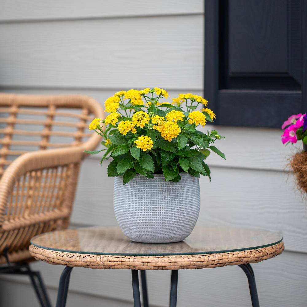 2 Qt. Yellow Lantana Annual Plant (3-Pack) - Hercitys