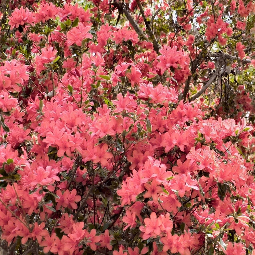 2.5 Quart Azalea ‘Blaauw’s Pink’ Flowering Shrub with Pink Flowers - Hercitys
