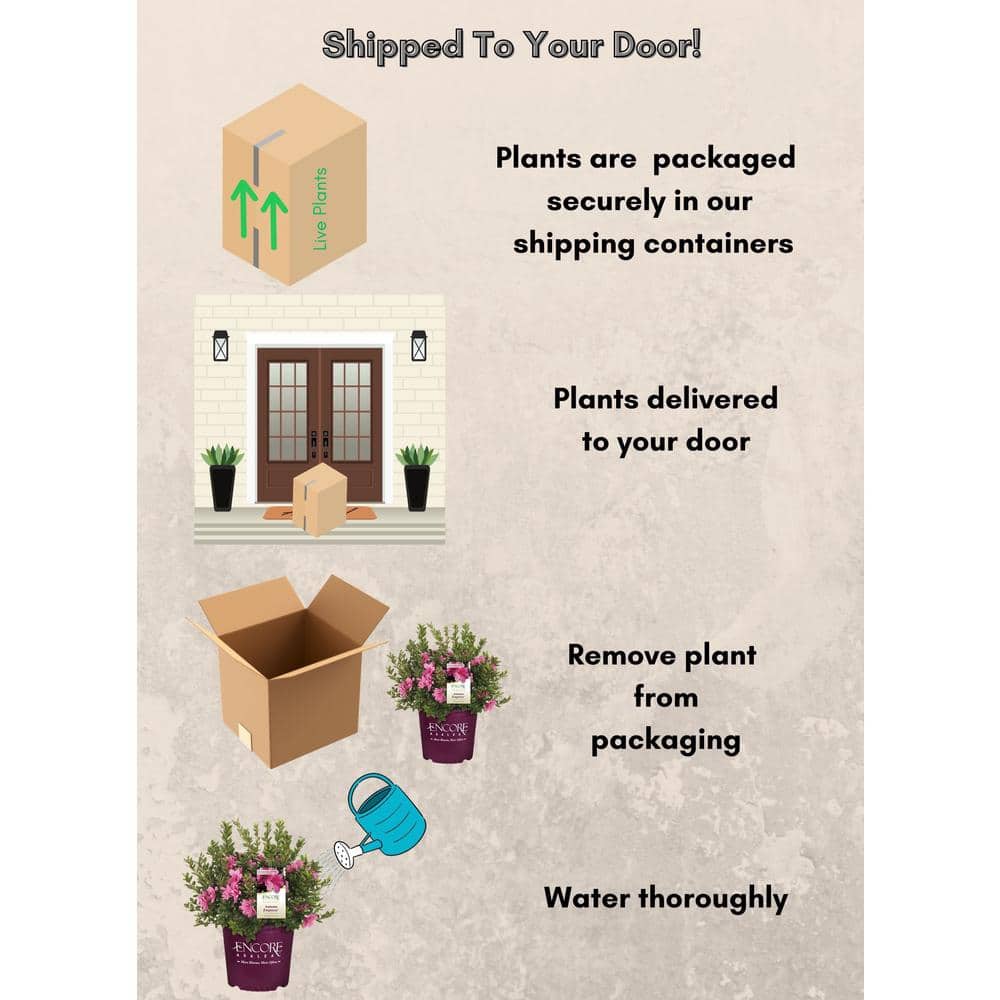 1 Gal. Autumn Empress Azalea Shrub with Semi-Double Pink Flowers - Hercitys