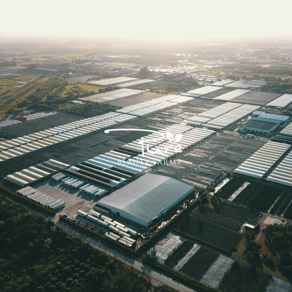 2.5 Qt. Ruellia Purple Flower in 6.33 In. Grower’s Pot - Hercitys