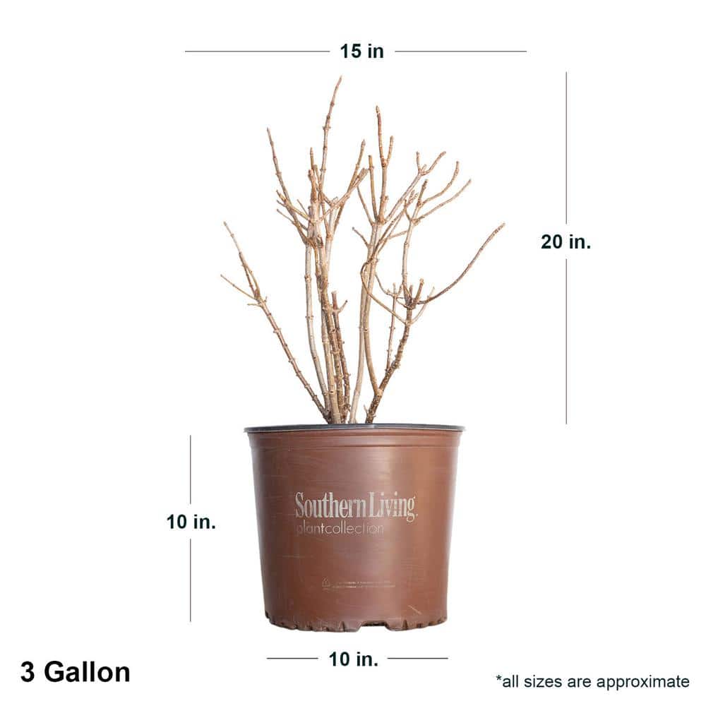 2 Gal. White Wedding Hydrangea Shrub with White Conical Blooms - Hercitys