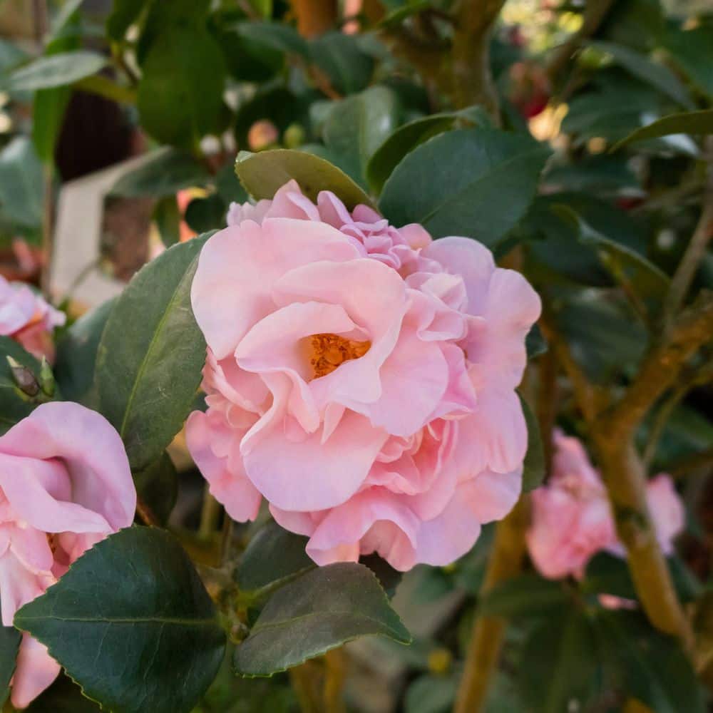 1 gal. High Fragrance Camellia Japonica Shrub with Pink Flowers - Hercitys