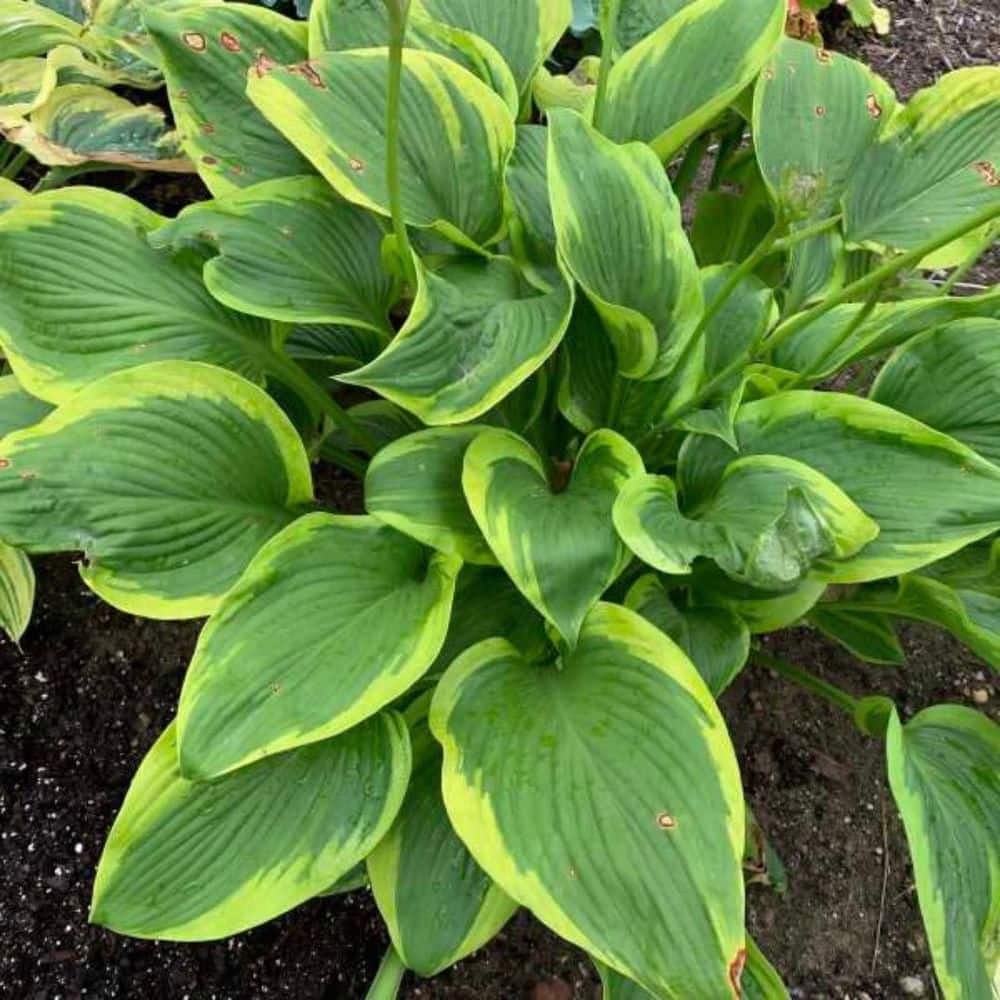 0.65 Gal. Shadowland Lone Star Hosta (Hosta Hybrid) Live Perennial Plant with Green and Yellow Foliage - Hercitys