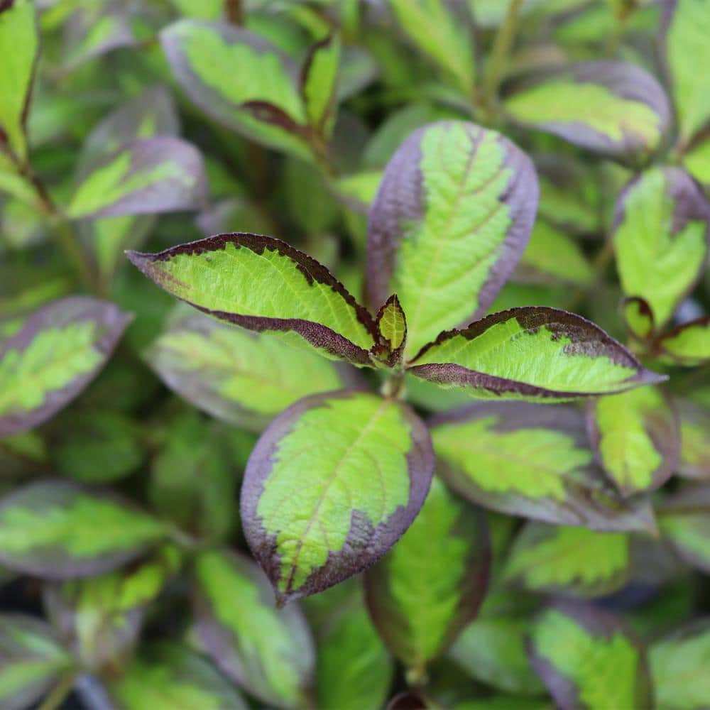2 Gal. Vingo Verde Weigela Shrub with Pink Blooms - Hercitys