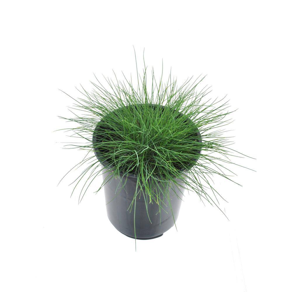 2.5 QT. Grass Festuca Boulder Blue (2-Pack) - Hercitys