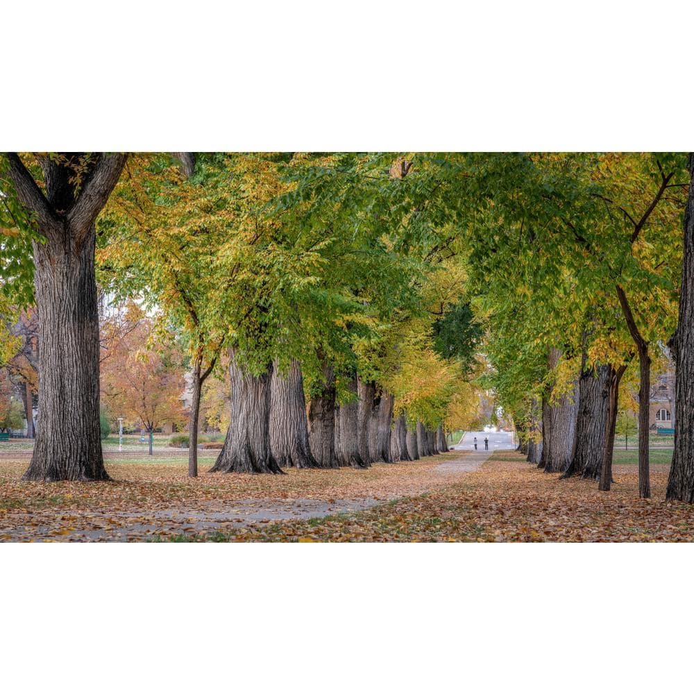 3 ft. American Elm Tree with Graceful Weeping Branches and Gold Fall Foliage - Hercitys