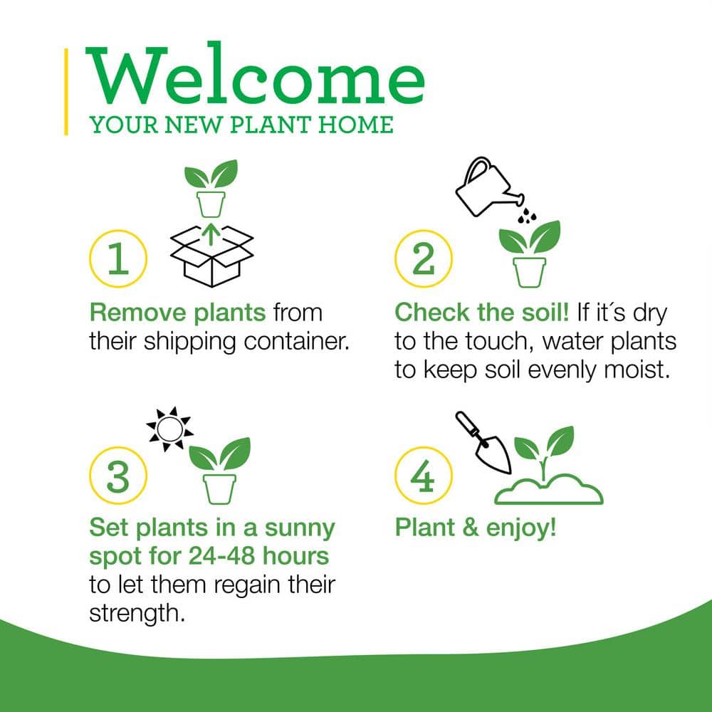 19 oz. Pineapple Sage Herb Plant (2-Pack) - Hercitys