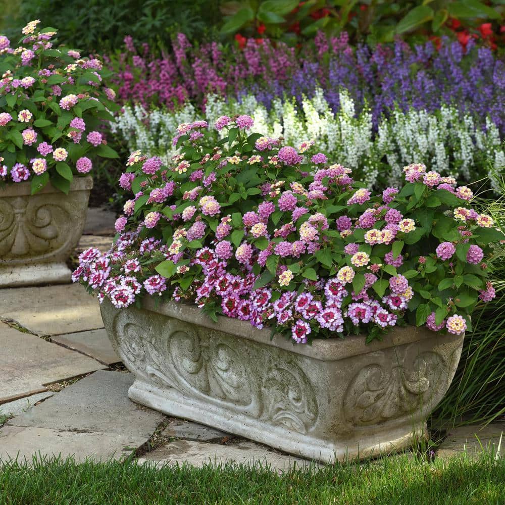 2.5 in. Lantana Bloomify Pink Plant in Grower Container (3-Piece) - Hercitys