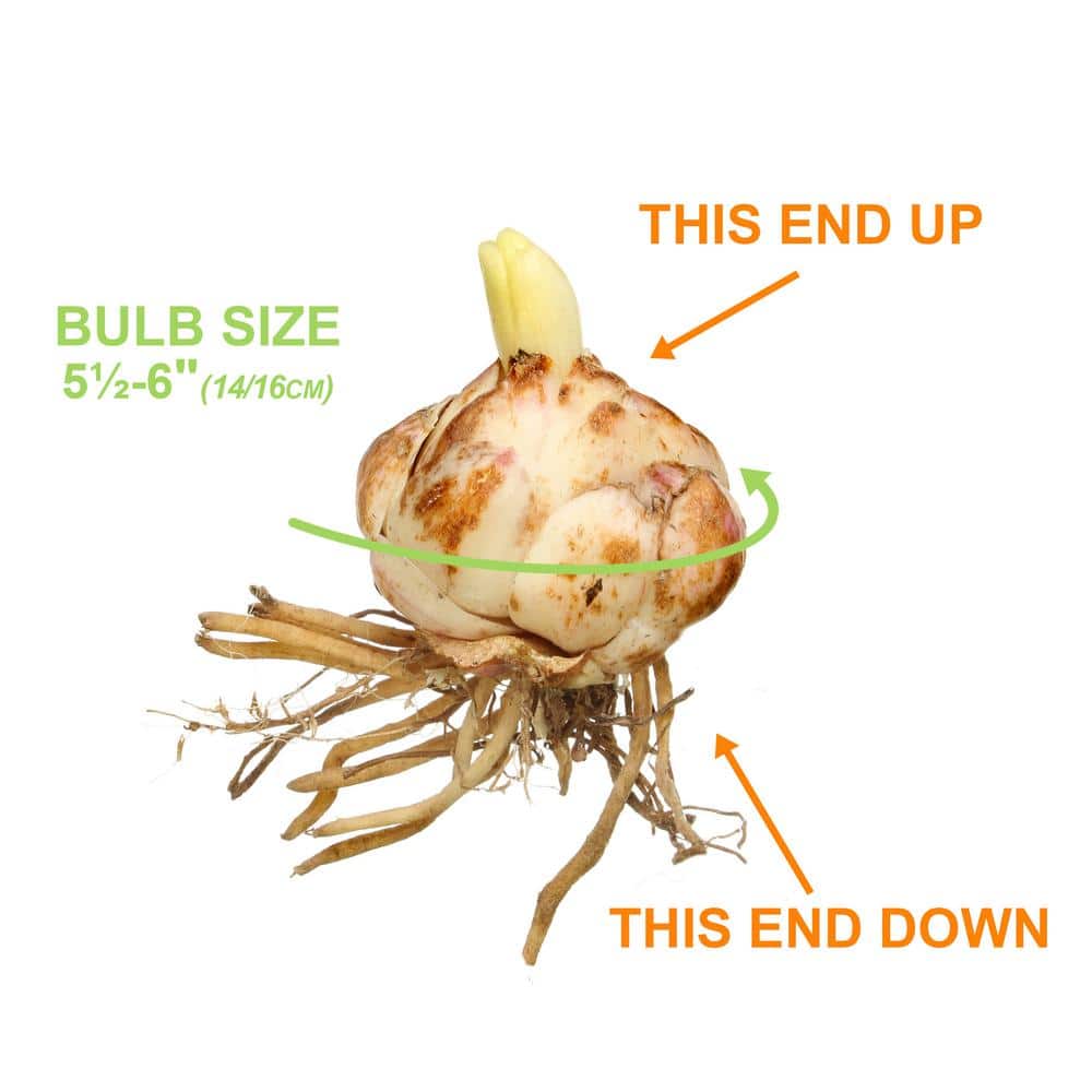 14/16cm, Double Elodie Asiatic Lily Flower Bulbs (Bag of 2) - Hercitys