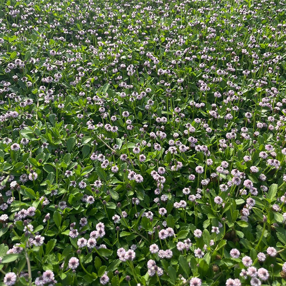 4 in. D x 3.5 in. H Non-Fragrant Turkey Tangle Frogfrui with White/Red/Pink Flowers (5-Pack) - Hercitys