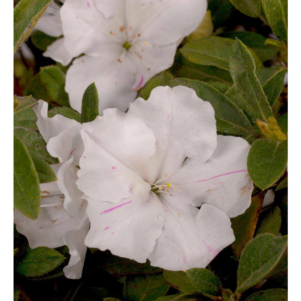 3 Gal. Autumn Lily Shrub with Brilliant White and Purple Streaking Reblooming Flowers - Hercitys