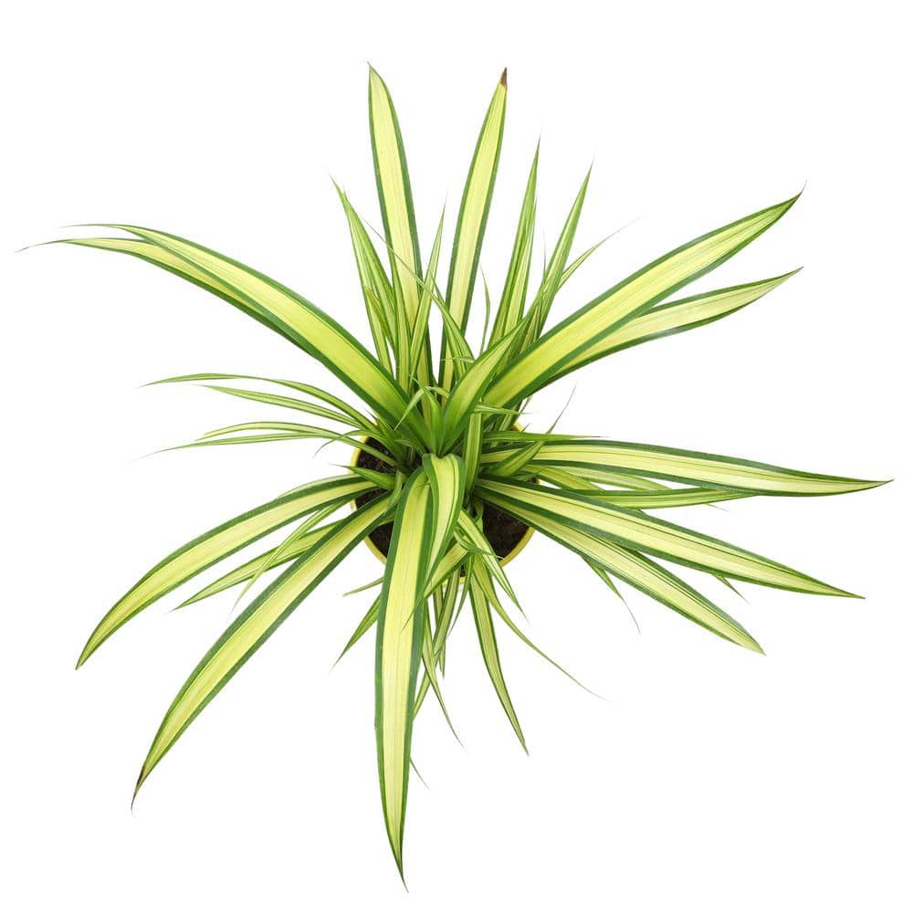 4 qt. Pandanus Tectorius (Screw Pine) Perennial Outdoor Plant with Yellow Blooms in Grower Pot - Hercitys