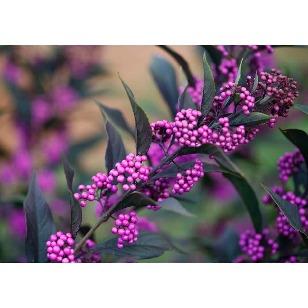 4.5 in. qt. Pearl Glam Beautyberry Bush (Callicarpa) Live Shrub, Dark Purple Foliage and Violet-Purple Berries - Hercitys