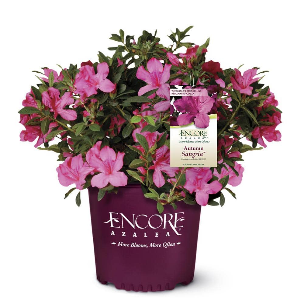 3 Gal. Autumn Sangria Shrub with Neon Pink Reblooming Flowers - Hercitys