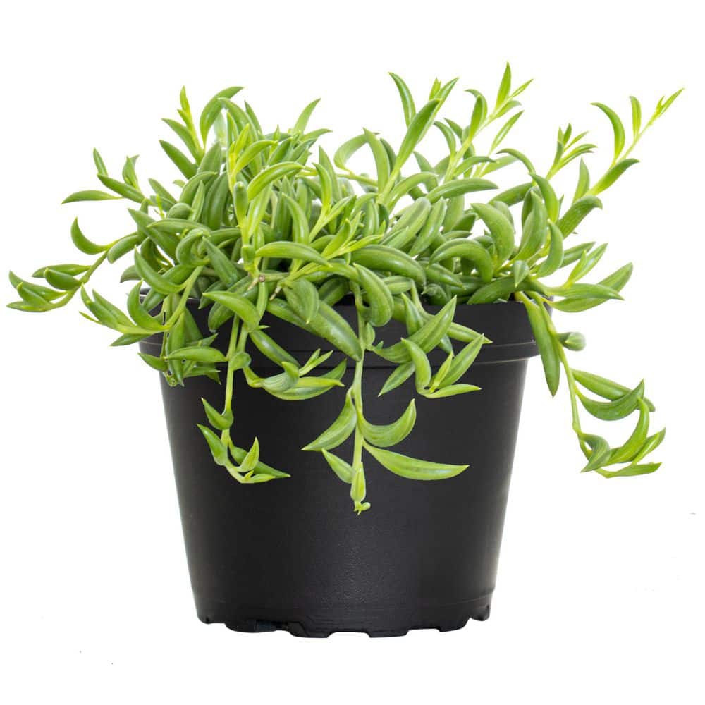 4 in. String of Bananas Succulent Plant in Grower Pot - Hercitys