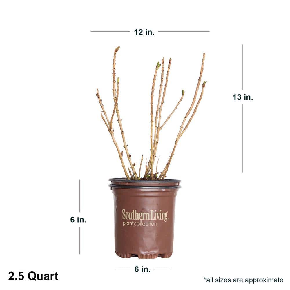 2.5 qt. Heart Throb Hydrangea Shrub, Live Blooming Plant with Cherry Red Flowers - Hercitys