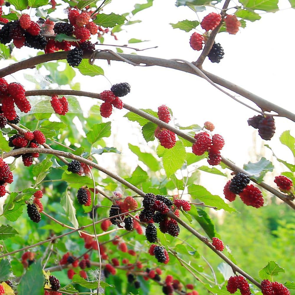 4 in. Dwarf Mulberry Mojo Plant (3-Pack) - Hercitys