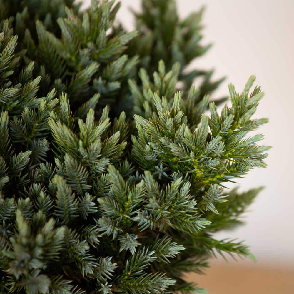 2.5 Qt. Blue Star Juniper Shrub with Low-Growing Mounded Icy Foliage - Hercitys