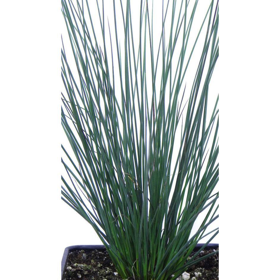 2.5 qt. Perennial Grass Juncus Inflexus Blue Dart (2-Pack) - Hercitys