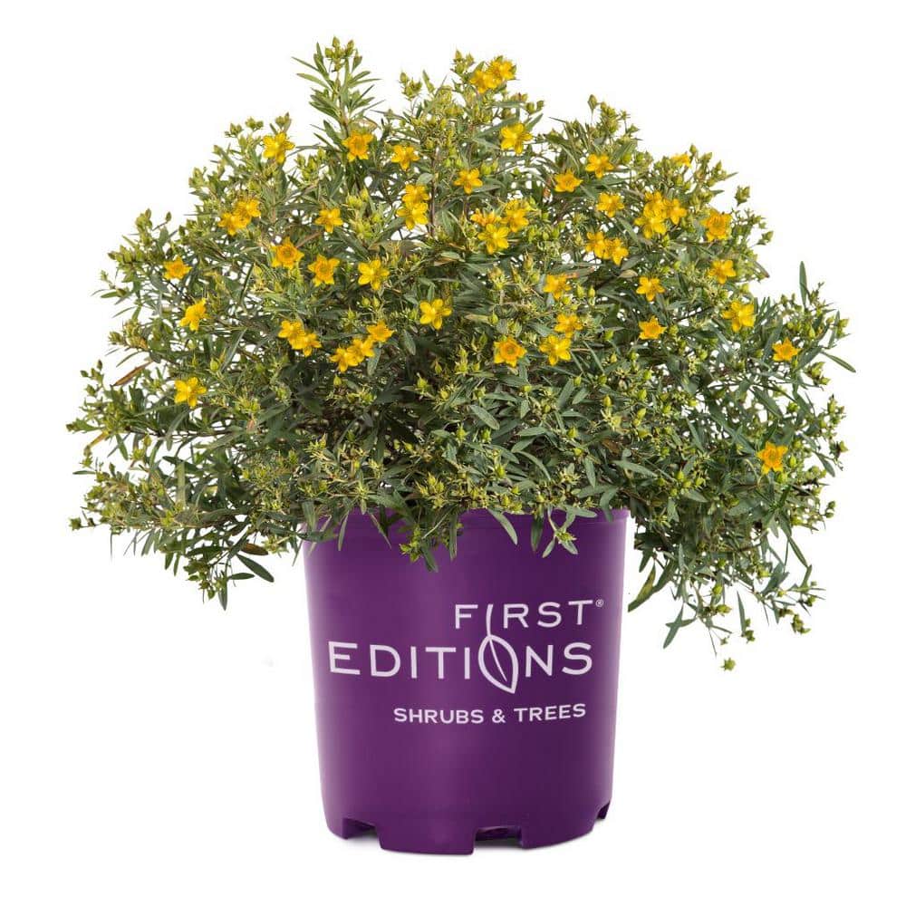 2 Gal. Cobalt-n-Gold St. Johns Wort (Hypericum) Live Shrub Blue-Silver Foliage with Sunny Yellow Flowers - Hercitys