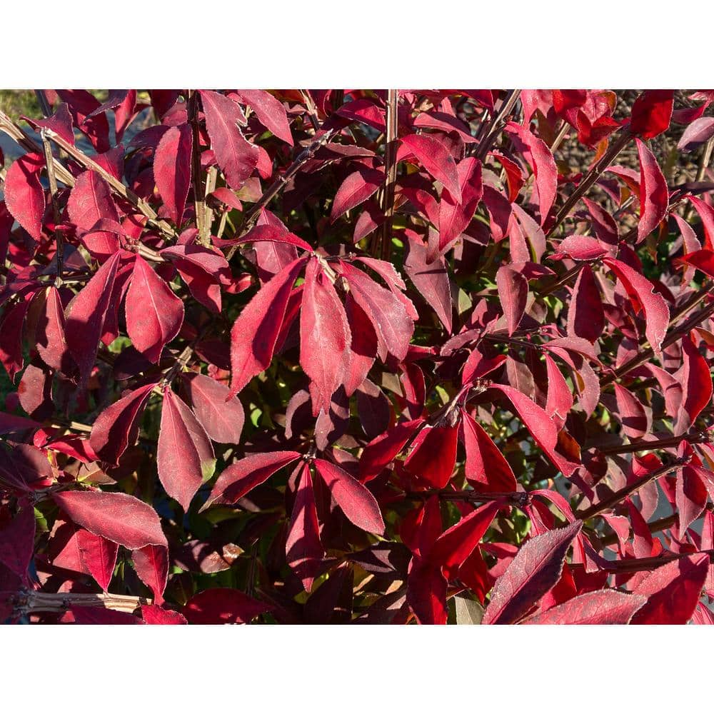 4.5 in. qt. Fire Ball Seedless Burning Bush (Euonymus Alatus) Live Shrub with Green and Red Foliage - Hercitys