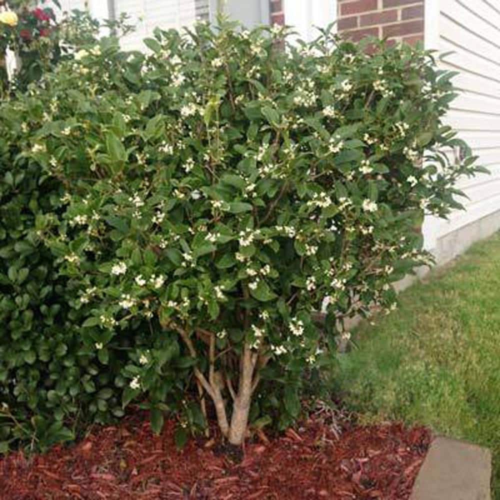 3 Gal. Fragrant Tea Olive Shrub - Hercitys