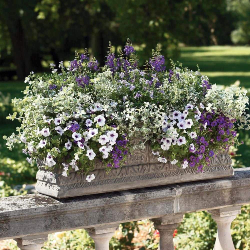 4.25 in. Eco+ Grande Bluebird Nemesia (Nemesia Fruticans) Live Annual Plant with Purple Flowers 4-Pack - Hercitys