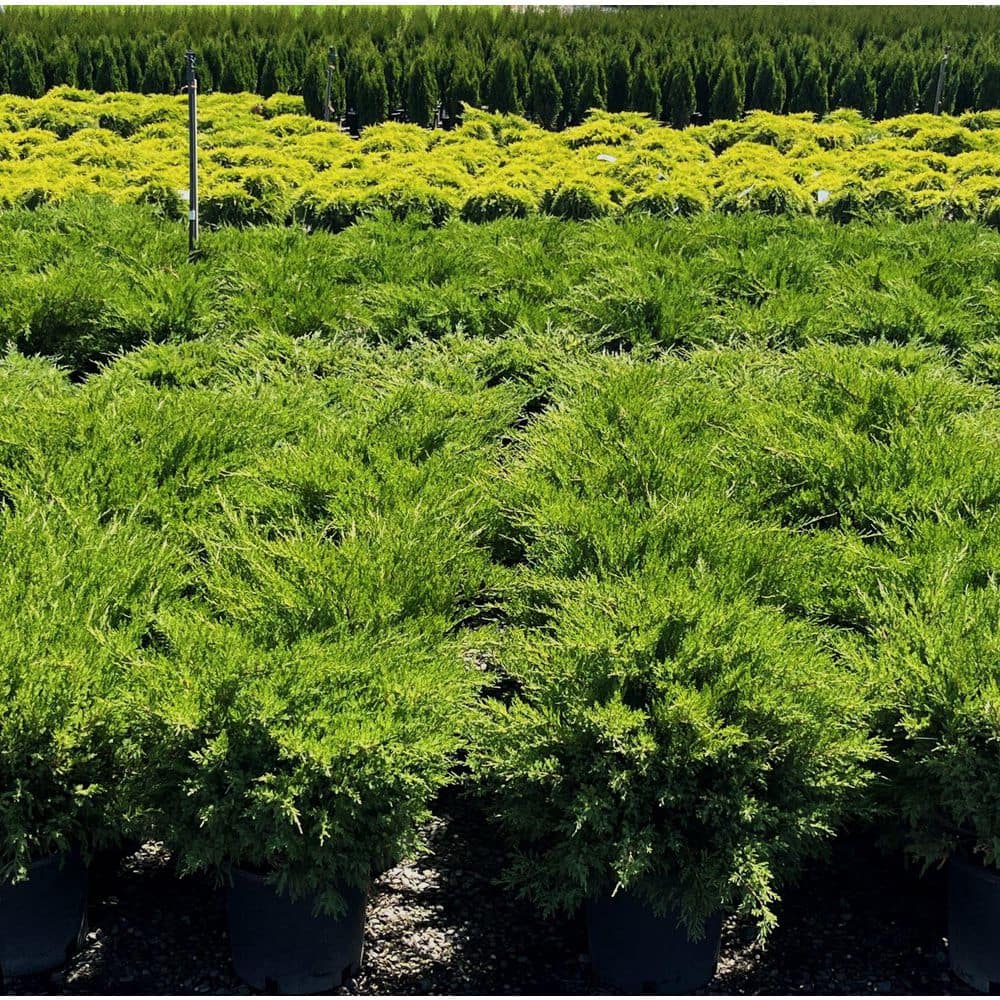 2.5 Qt. Sea Green Juniper Live Shrub with Bright Green Foliage - Hercitys